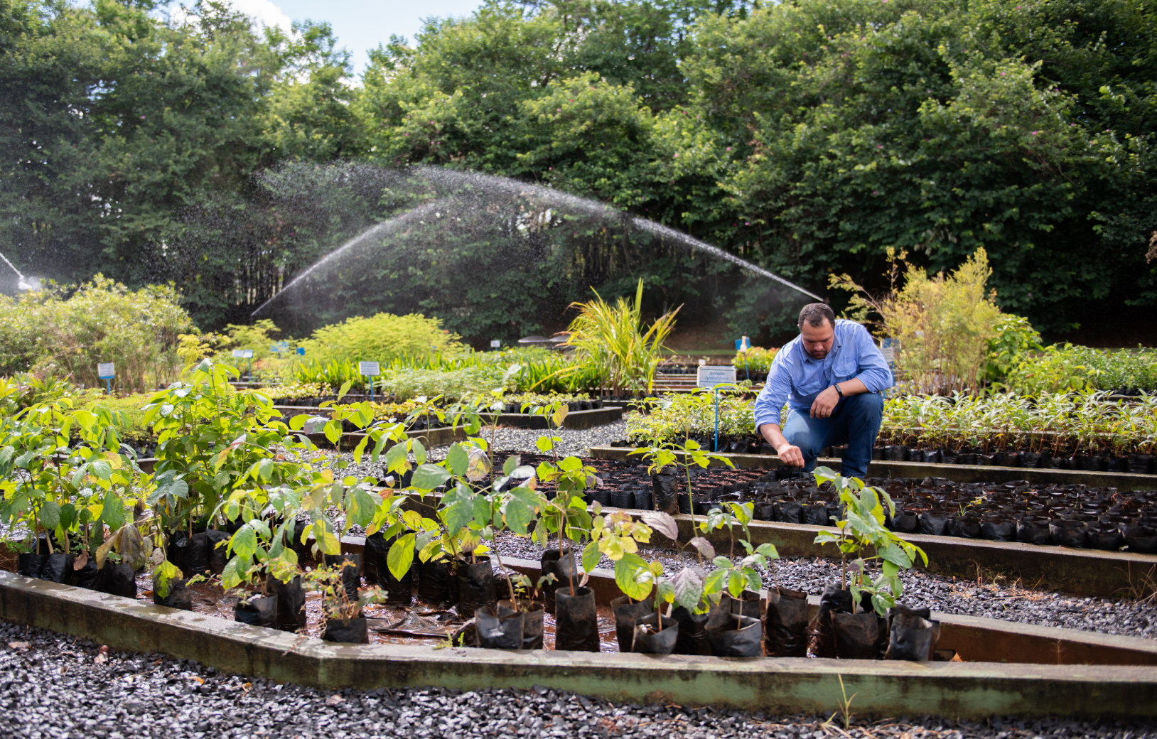 funcionario cuidando de muda de plantas