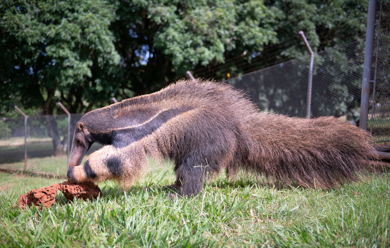 tamandua- bandeira
